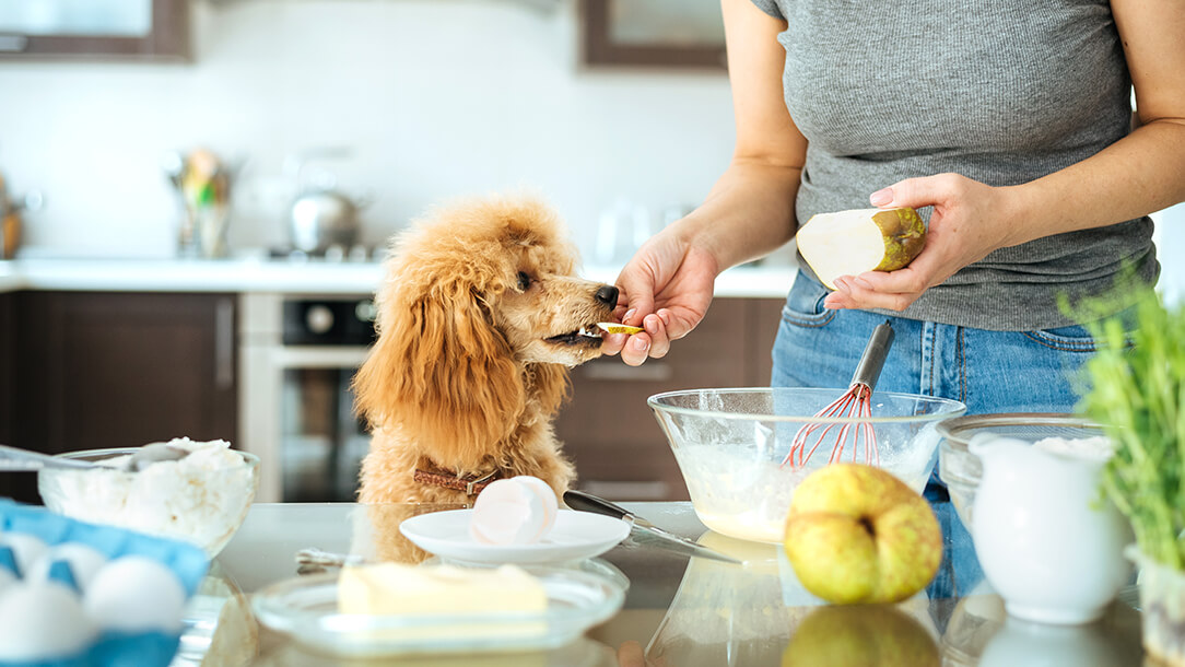 Dogs on sale and pears